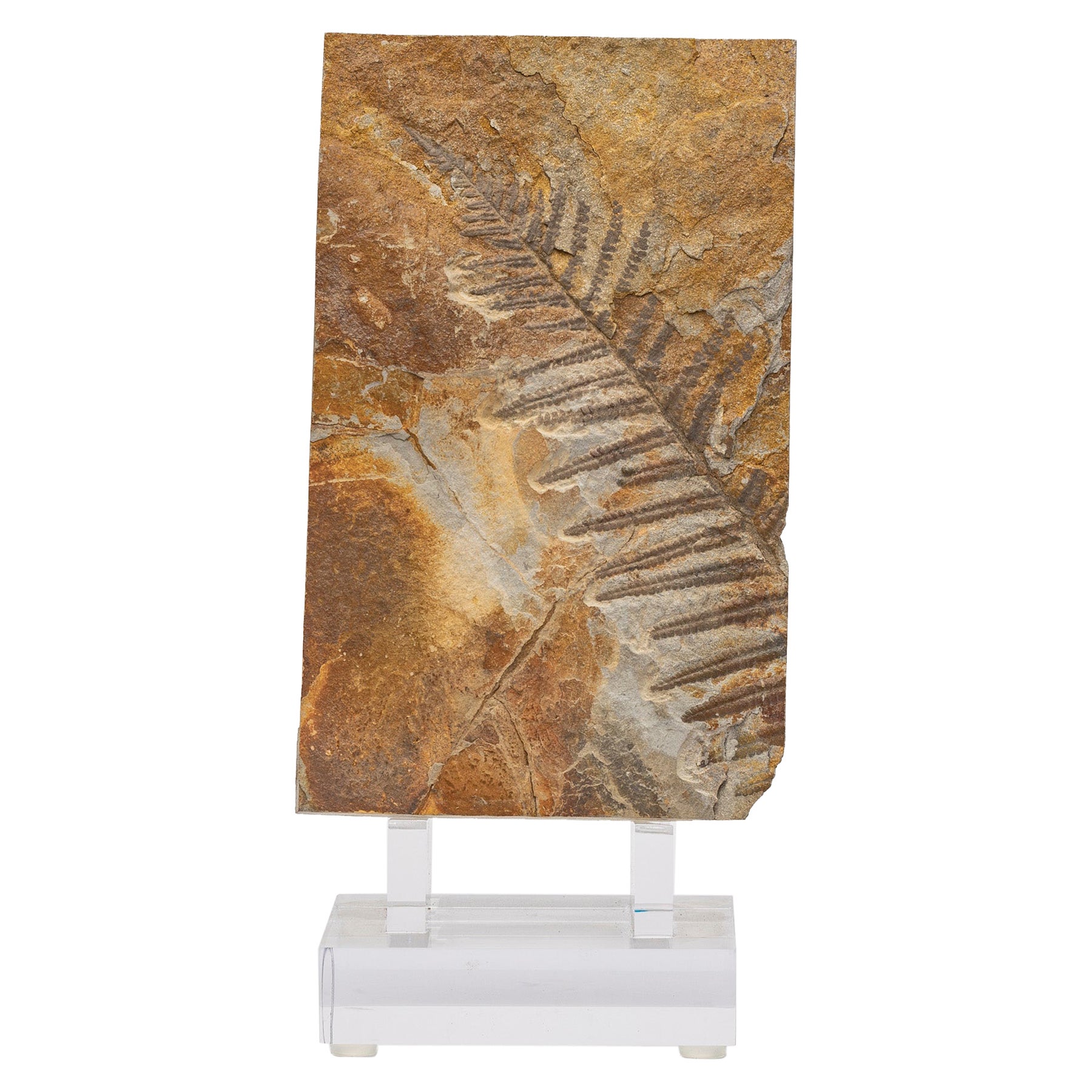 Fer à repasser fossile y/o Alethopteris de 360 millions d'années monté sur un support en acrylique personnalisé
