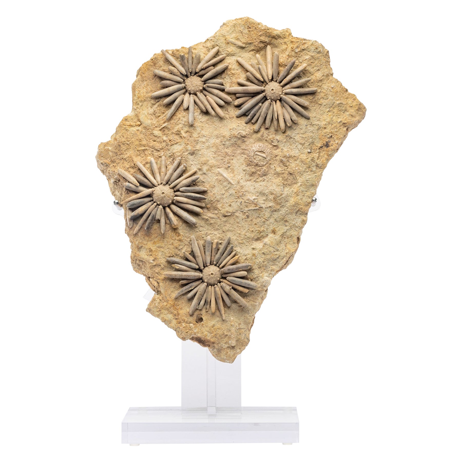 Fossil Sea Urchin from Morocco, Early Jurassic '170 Million Years Old'