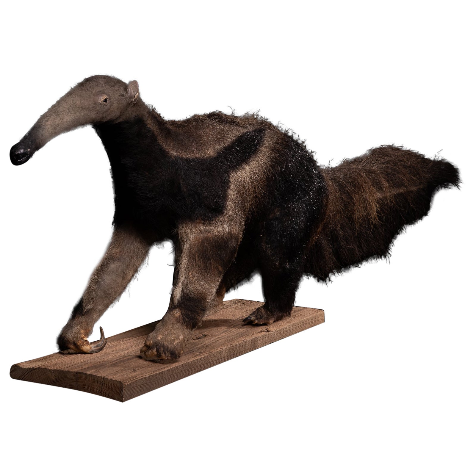 Giant Anteater Mounted by Mr.Monin Taxidermiste at the Zoo Des Bruniaux, France For Sale