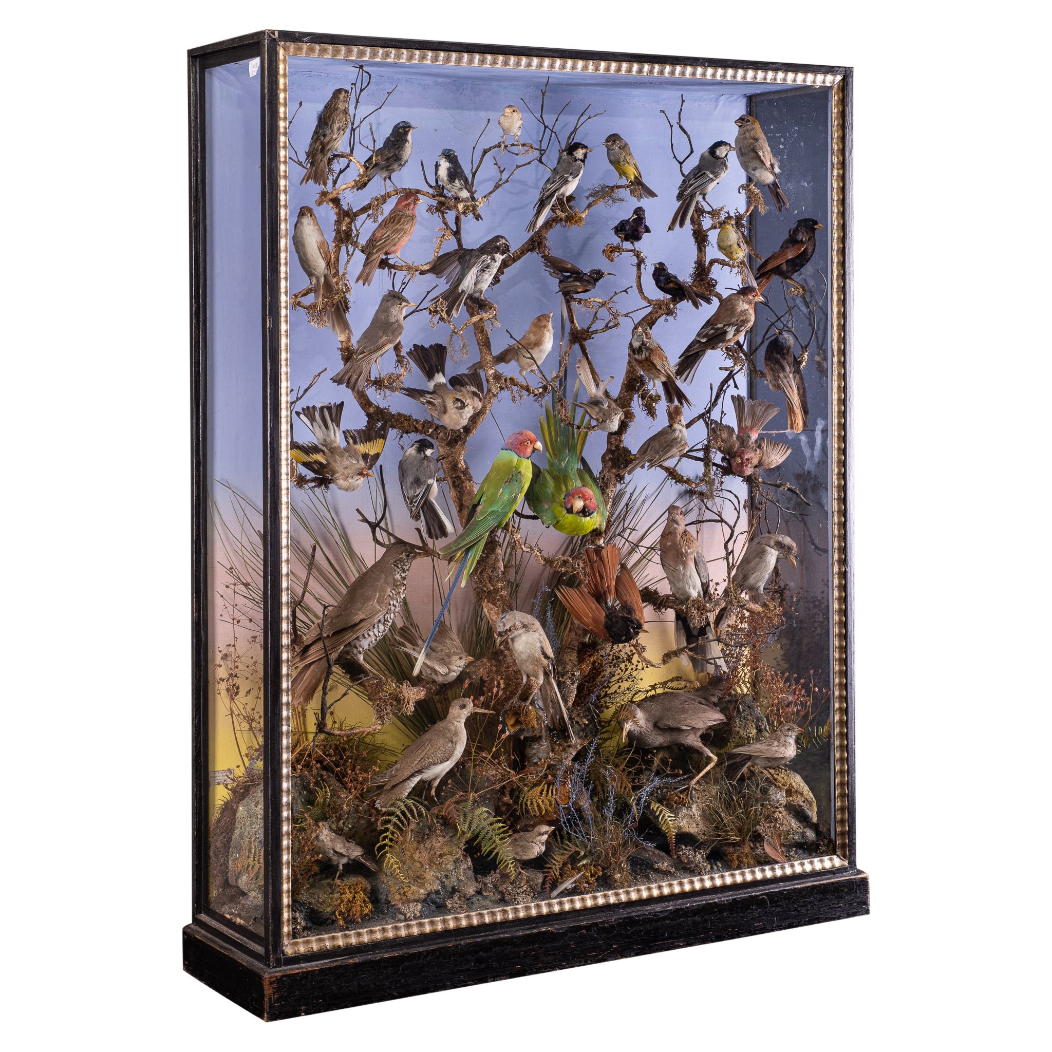 Antique 19th C Victorian Diorama with 40 taxidermy Indian birds by W.D.Dawes For Sale