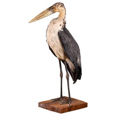 Marabu Stork Taxidermie