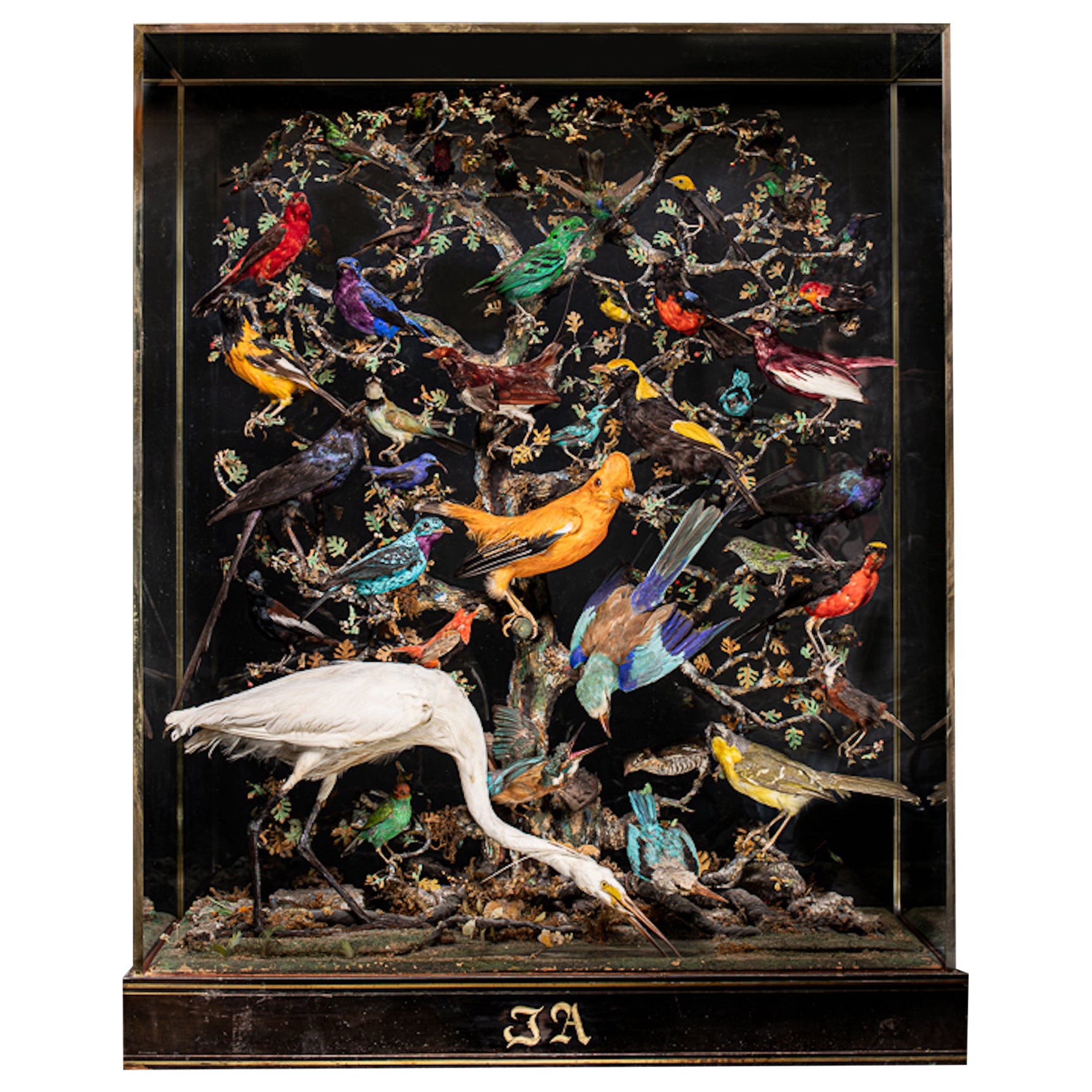 Antiquités A.I.C. Napoléon III Diorama de 50 oiseaux tropicaux taxidermisés