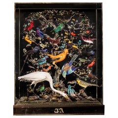 Antique 19th C French Napoléon III Diorama of 50 taxidermy tropical birds