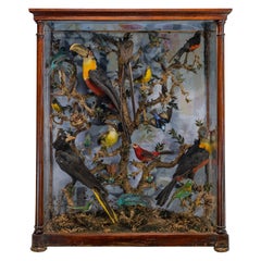 Antique 19th C Colourful Victorian Diorama with South American Taxidermy Birds