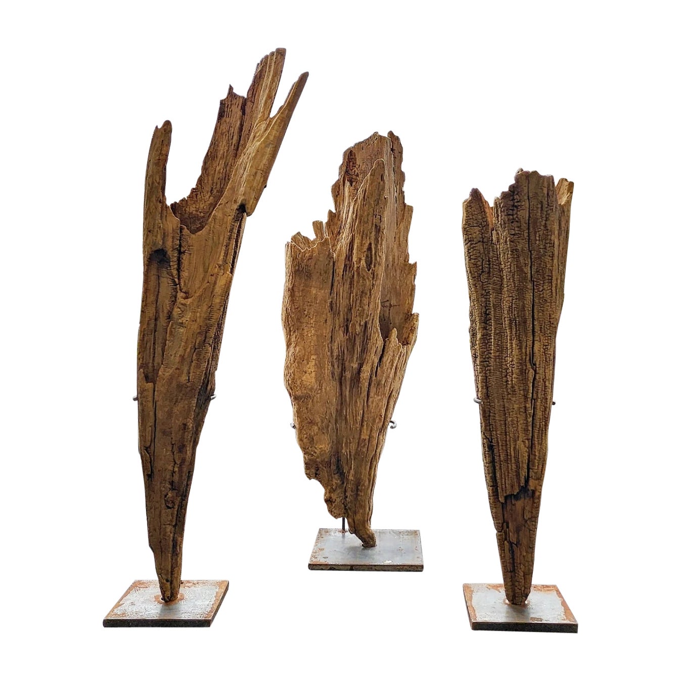 Three Large Bog Cypress Knuckle Sculptures On Custom Mounts
