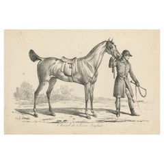 Antique Print of a Horse used for Hunting in England