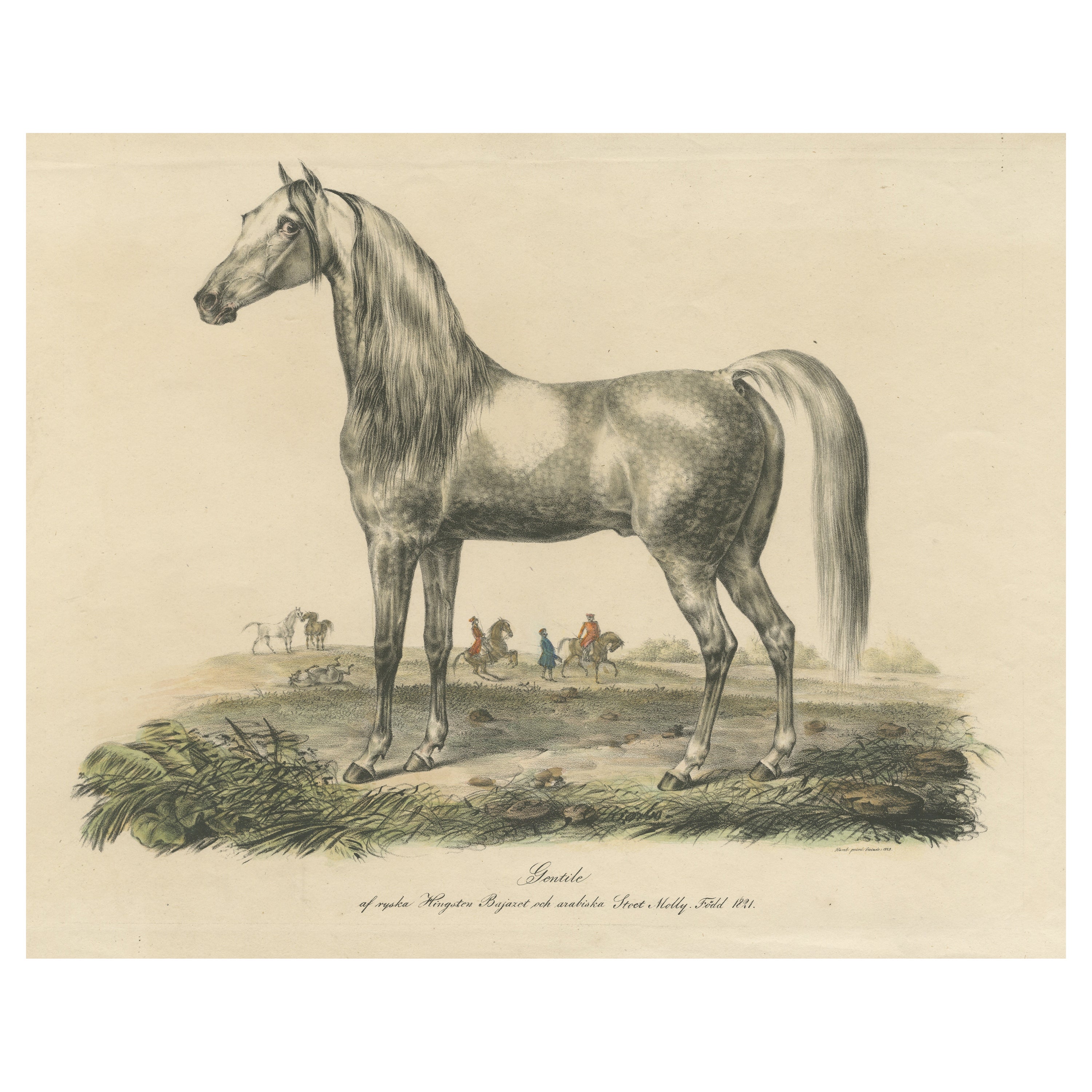 Antique Print of an Arabic Horse Named Gentile