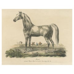 Impression ancienne d'un cheval arabe nommé Gentile