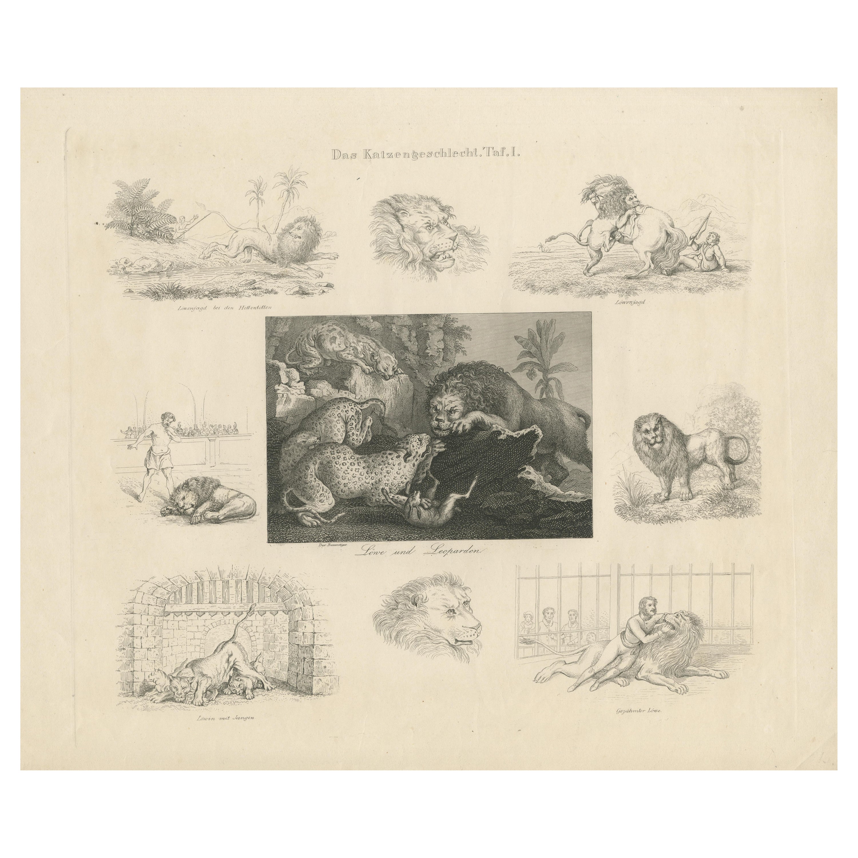 Antique Print with Nine Illustrations of Various Lions and Leopards For Sale