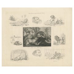Antique Print with Nine Illustrations of Various Lions and Leopards