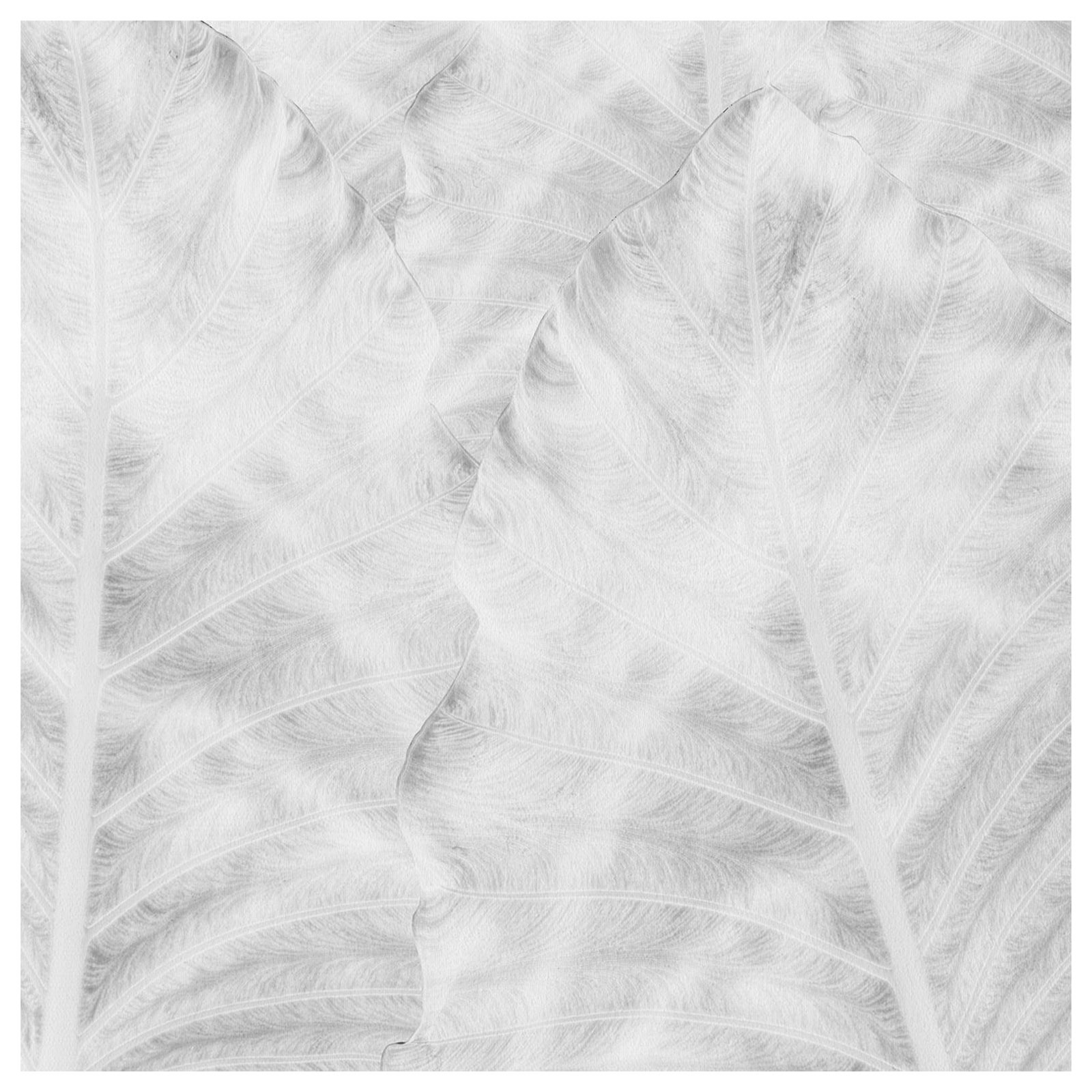 EDGE Collections Shadow Frond Bianco from our Tropical Modernism Collection For Sale