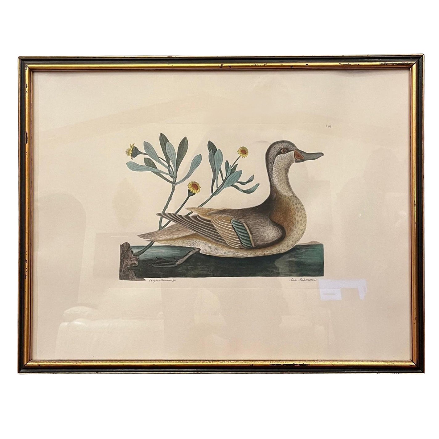 Etching Mark Catesby, Anas Bahamensis 'the Ilathera Duck' Chrysanthemum &C T93 en vente