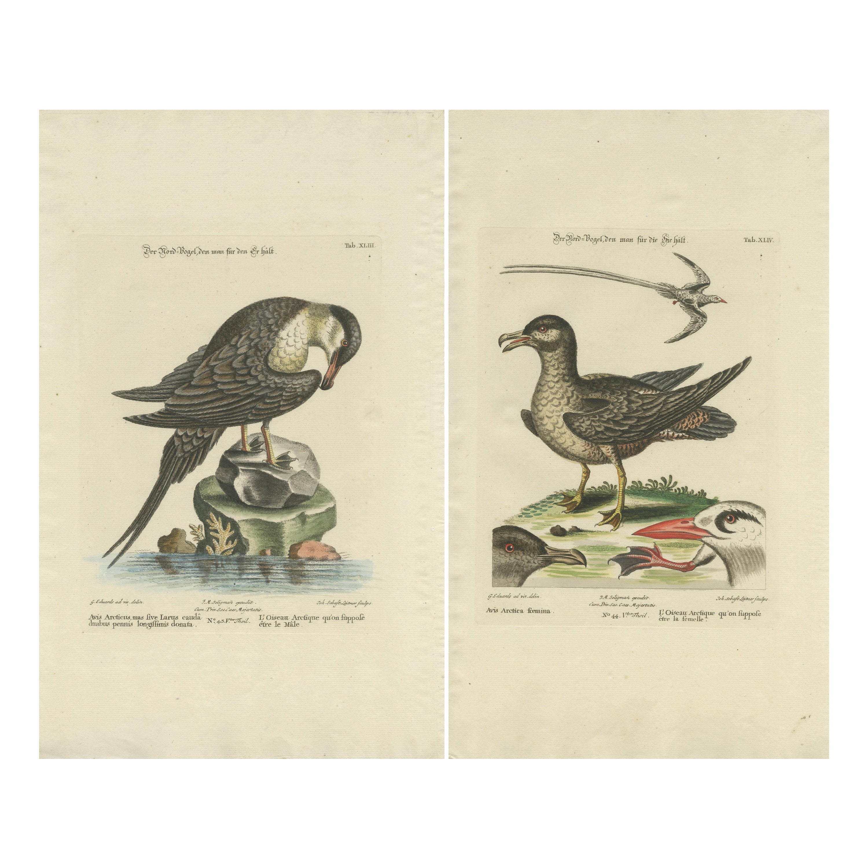 Set of 2 Antique Prints of a Male and Female Arctic Bird For Sale