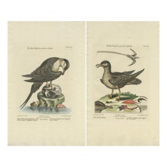 Set of 2 Antique Prints of a Male and Female Arctic Bird