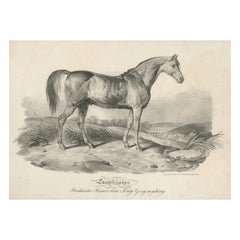 Impression ancienne de cheval de course Soothsayer, appartenant au roi George IV