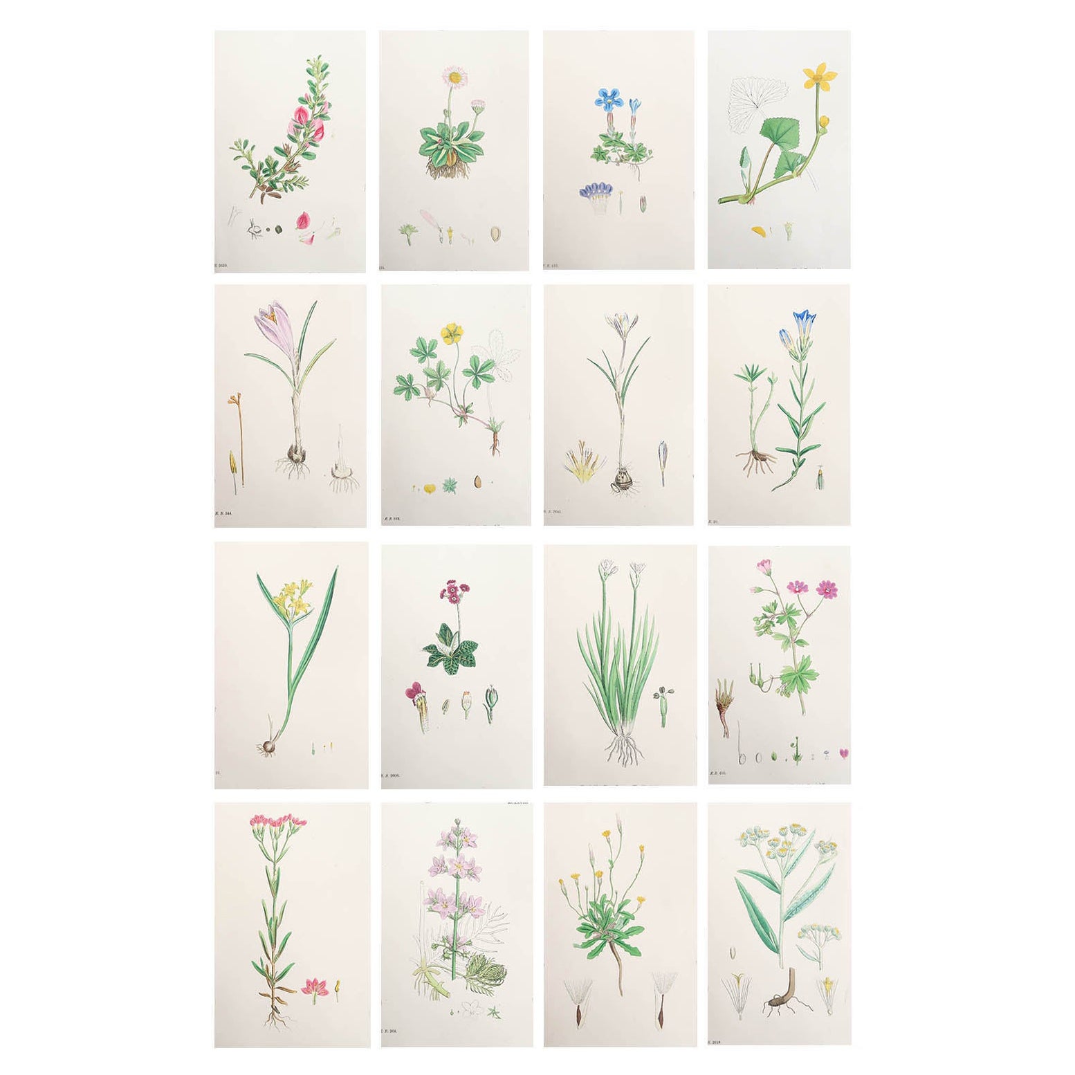 Set of 16 Original Antique Botanical Prints, circa 1850 For Sale