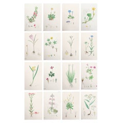 Set of 16 Original Antique Botanical Prints, circa 1850