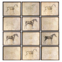 Mid-19th Century Large Equine Horse Print Engravings Collection of 12 Framed