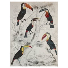 Large Original Antique Natural History Print, Toucans, circa 1835