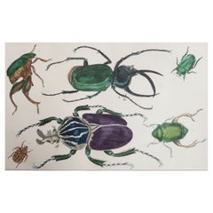 Original Antique Print of Beetles, 1847, 'Unframed'