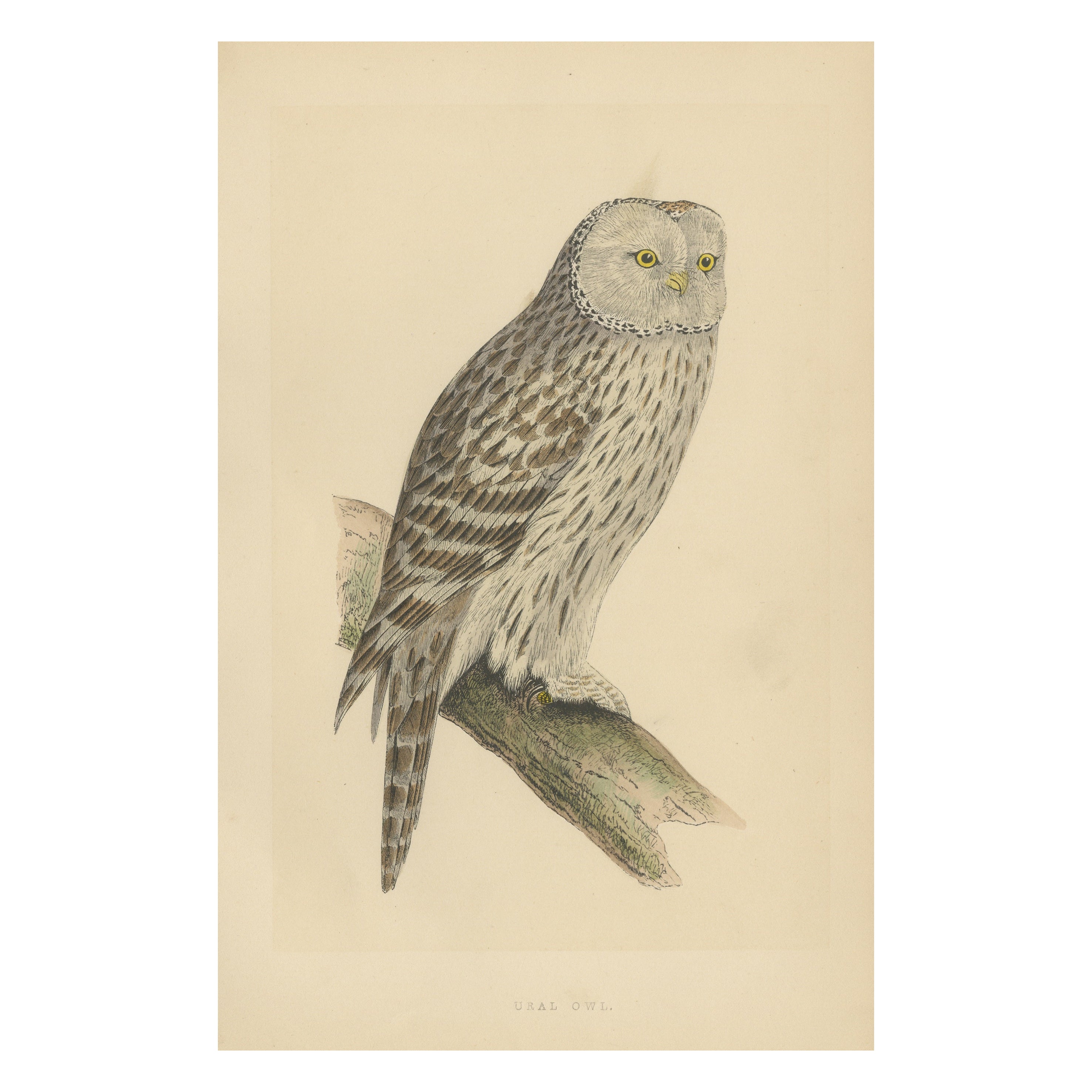 Antique Bird Print of an Ural Owl