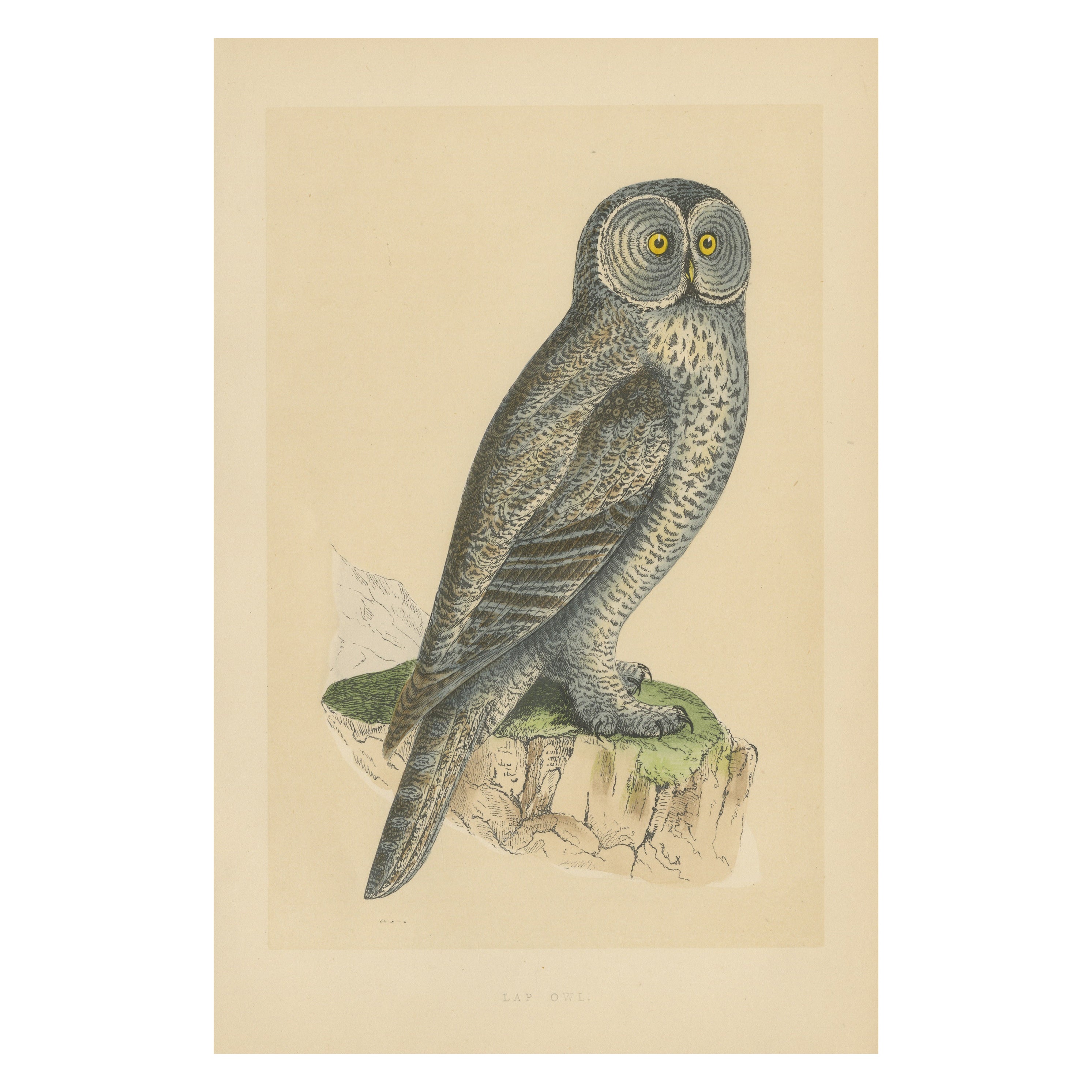 Antique Bird Print of a Lap Owl For Sale