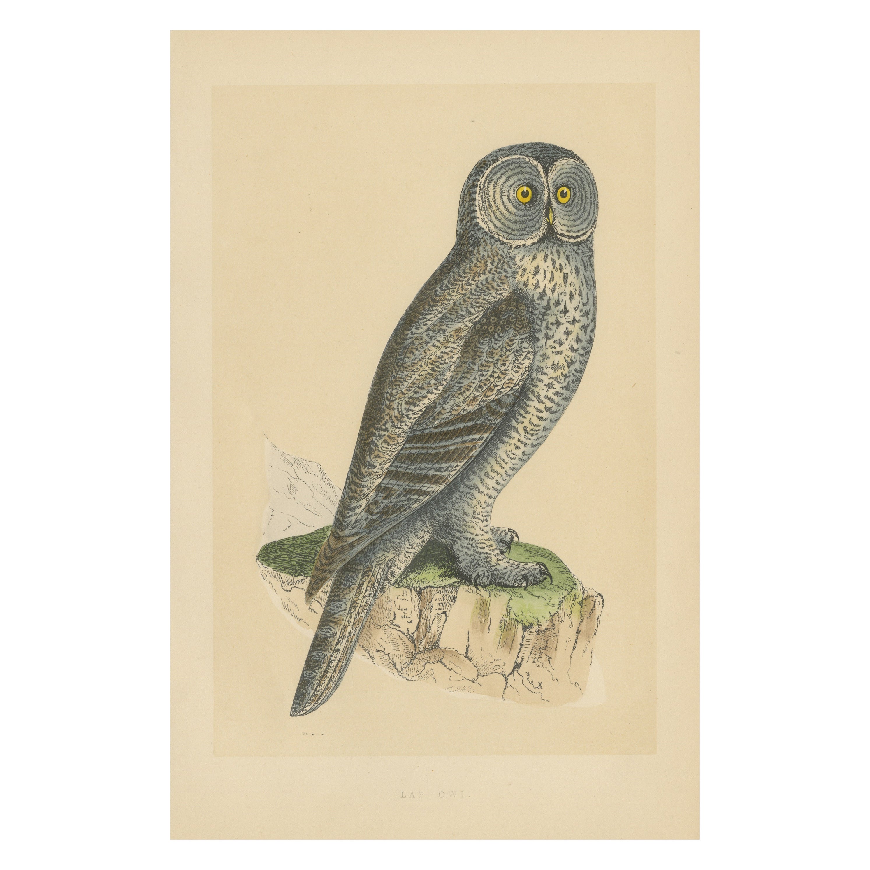 Gravure ancienne d'un hibou de Laponie