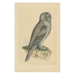 Antique Bird Print of a Lap Owl