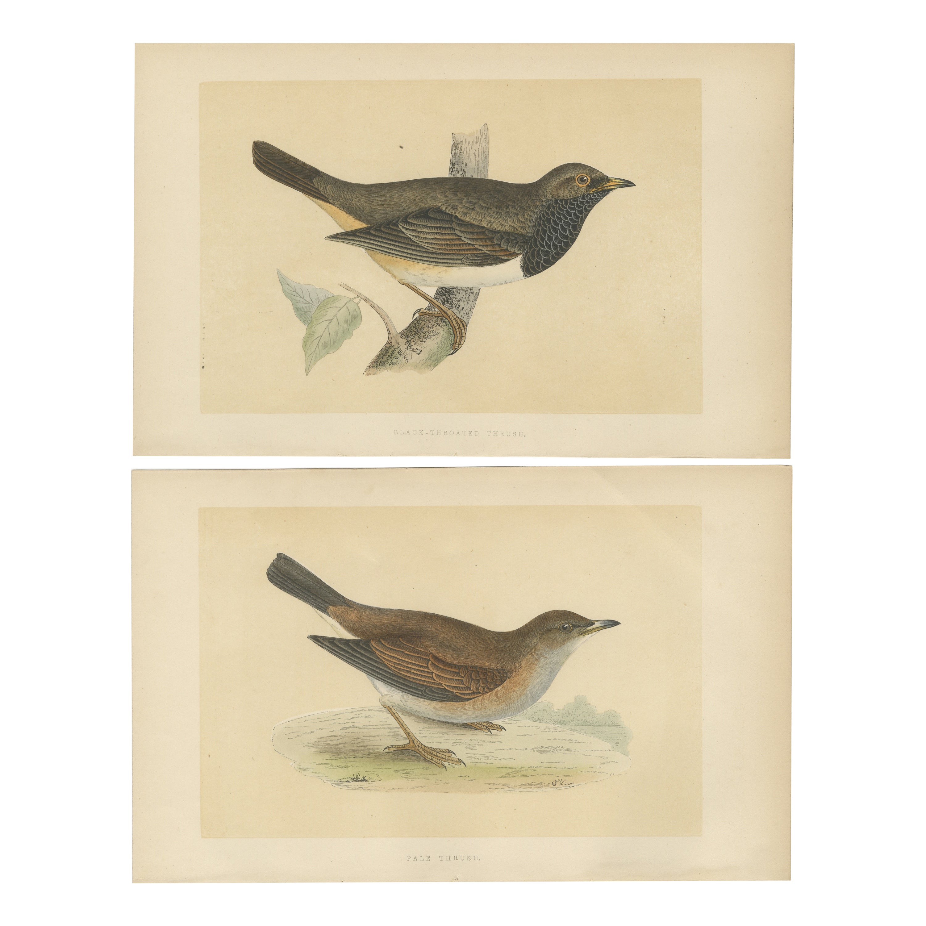 Set of 2 Antique Bird Prints of a Pale Thrush and Black-Throated Thrush For Sale