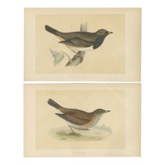 Set of 2 Antique Bird Prints of a Pale Thrush and Black-Throated Thrush