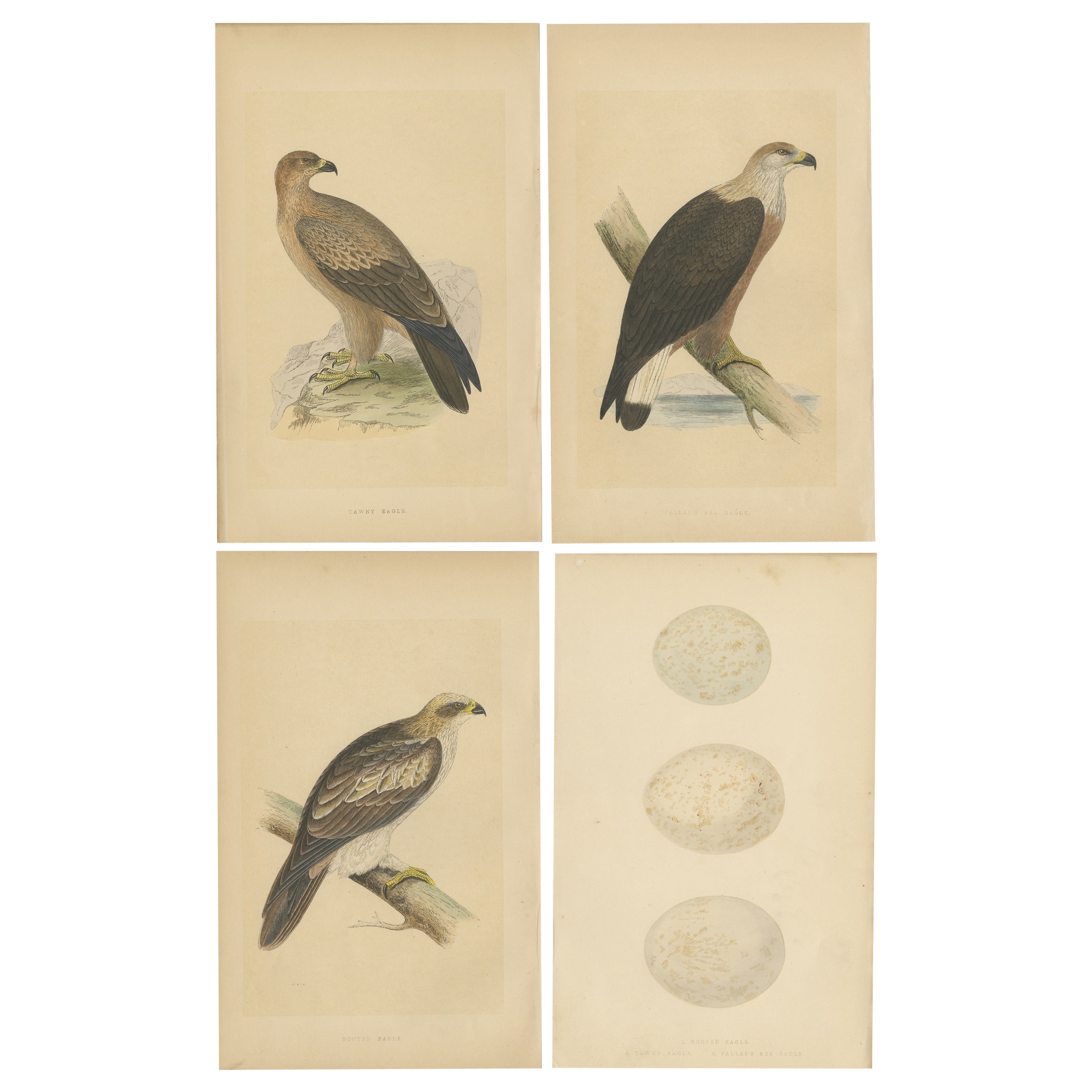 Set of 4 Antique Bird Prints of Eagles and their Eggs For Sale
