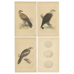 Ensemble de 4 estampes anciennes d'oiseaux d'aigle et de leurs œufs