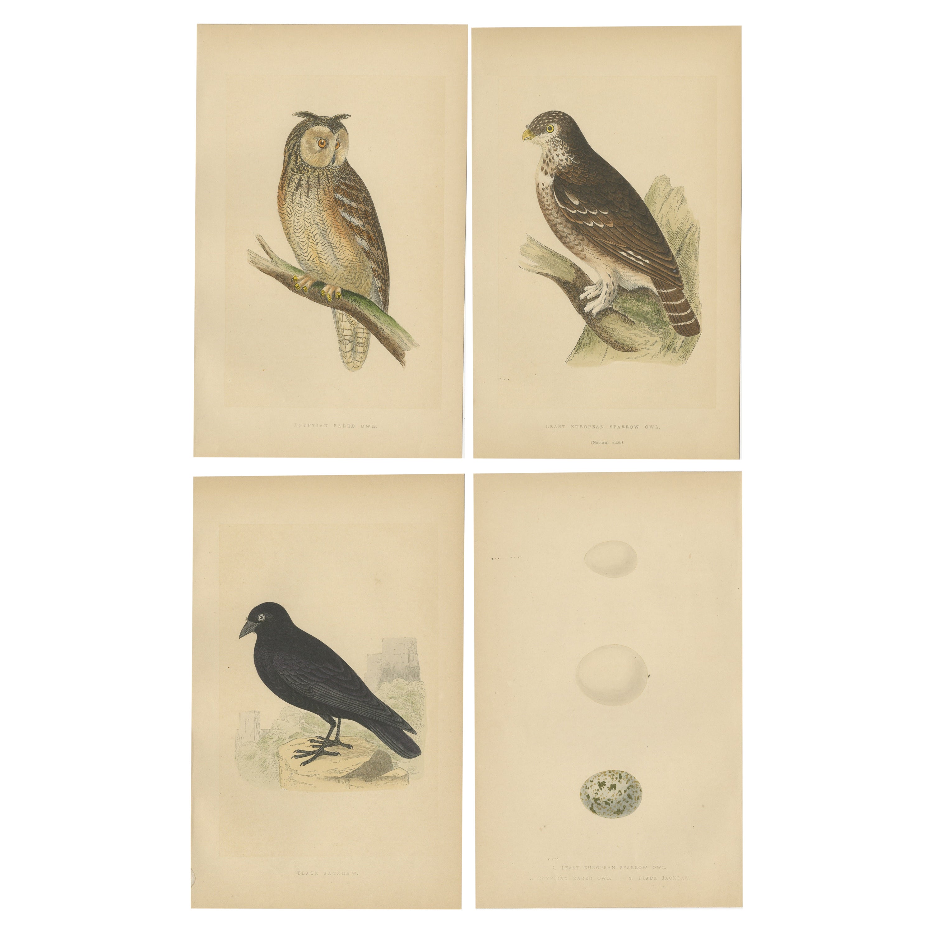 Ensemble de 4 imprimés anciens d'oiseaux représentant deux hiboux, un chouette noir et leurs œufs