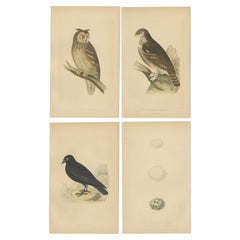 Satz von 4 antiken Vogeldrucken von zwei Eulen, einer schwarzen Jackdawe und ihren Eiern