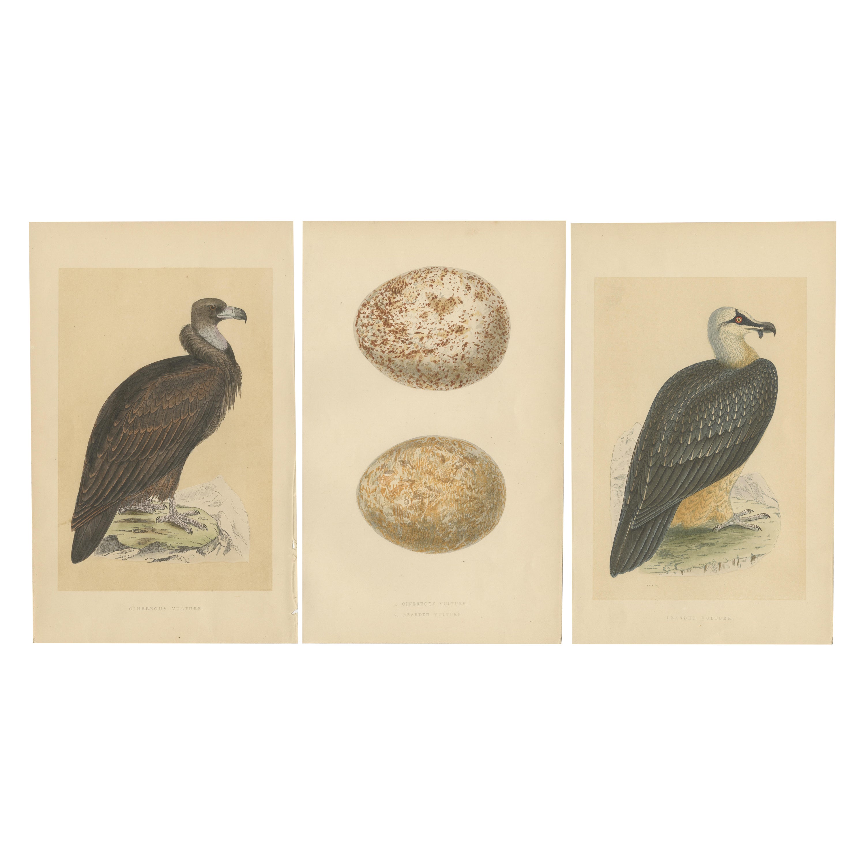 Set of 3 Antique Bird Prints of Two Vultures and Their Eggs For Sale