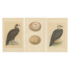 Set von 3 antiken Vogeldrucken mit zwei Vulturen und ihren Eiern