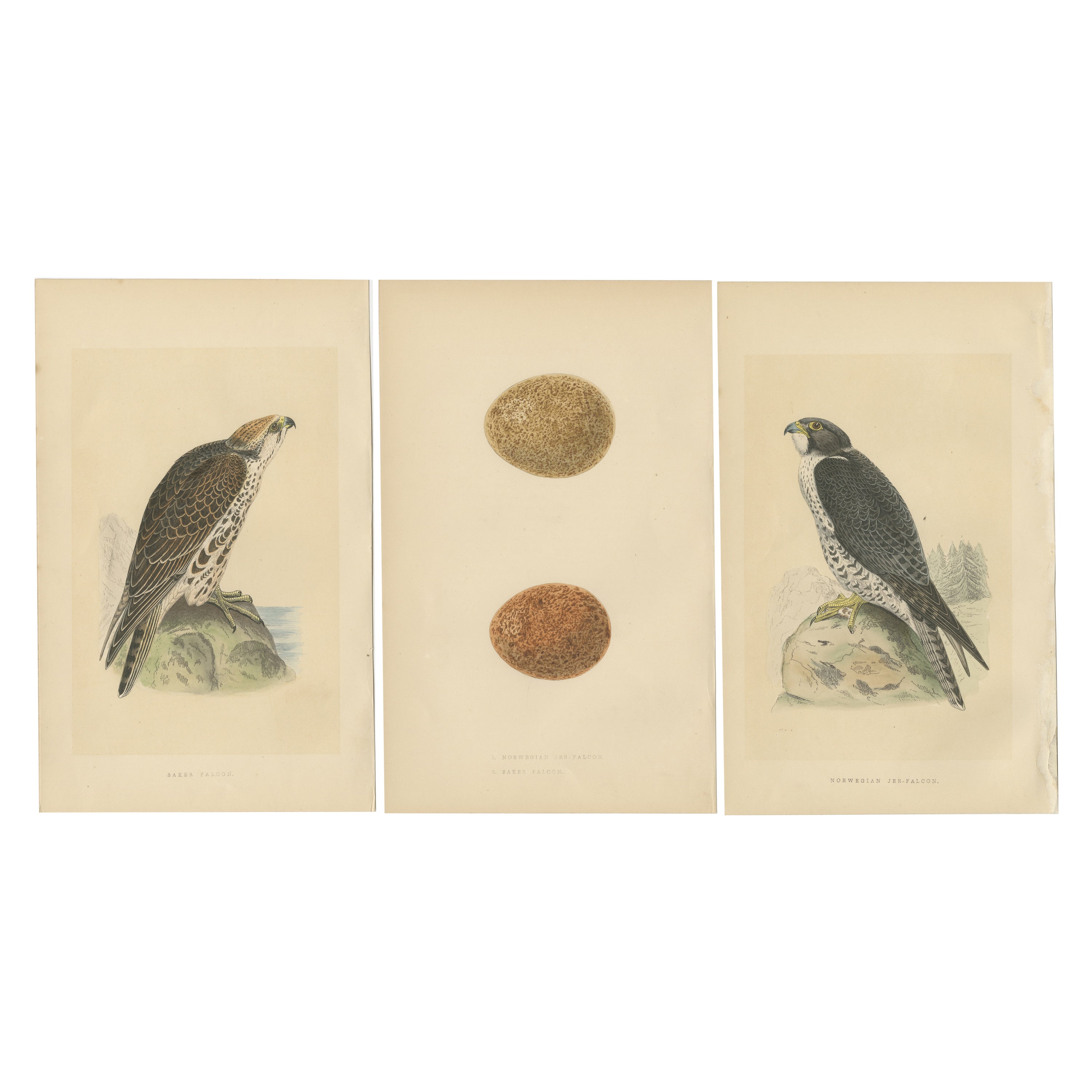 Set of 3 Antique Bird Prints of Two Falcons and Their Eggs, circa 1860 For Sale