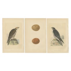Satz von 3 antiken Vogeldrucken von zwei Falken und ihren Eiern, um 1860