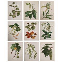 Set of 9 Original Antique Prints of Leaves, circa 1890
