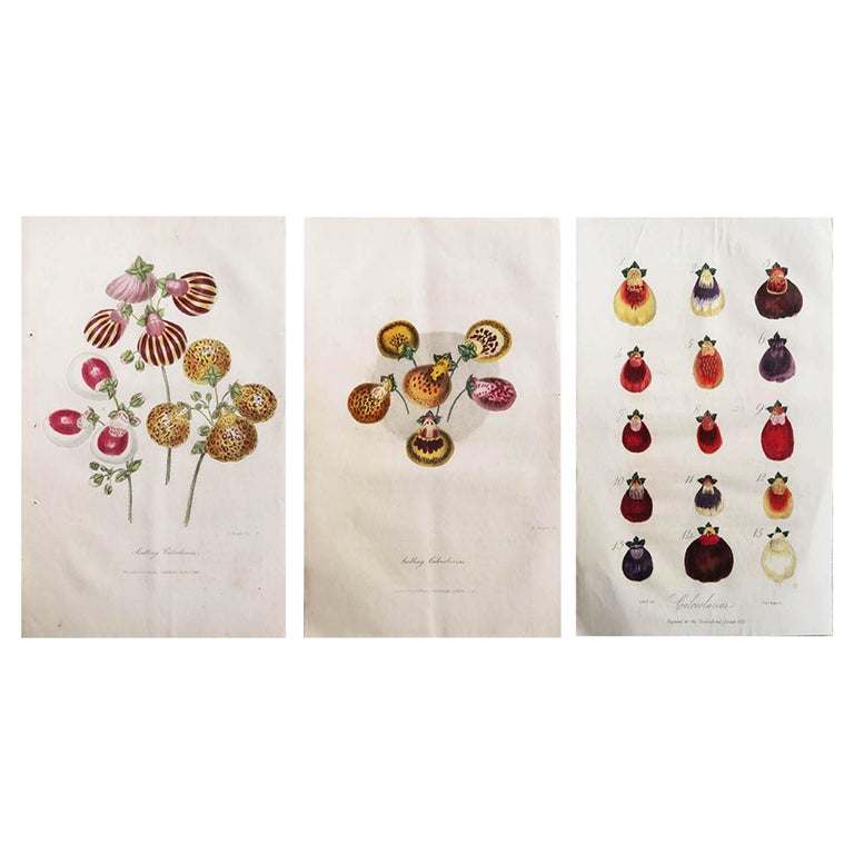 Set of 3 Original Antique Botanical Prints, Slipper Flowers, C.1840 For