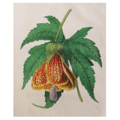 Original Antique Botanical Print, Chinese Lantern, C.1835