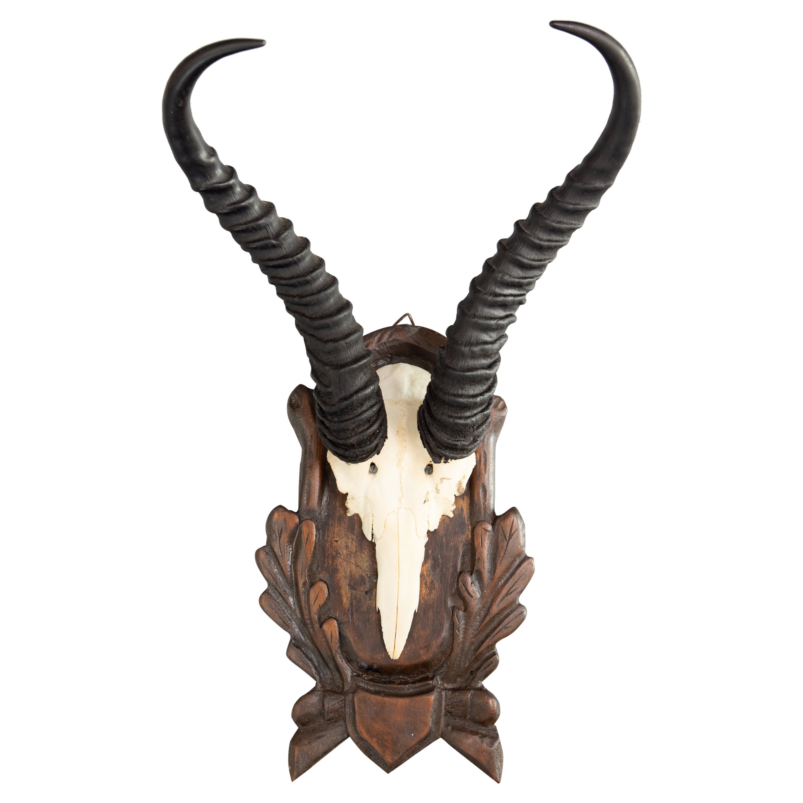 Black Forest Antelope Horns Hunting Trophy Mount