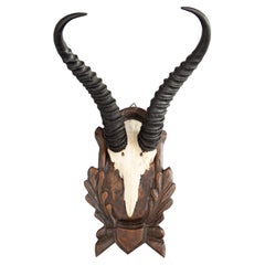 Black Forest Antelope Horns Hunting Trophy Mount