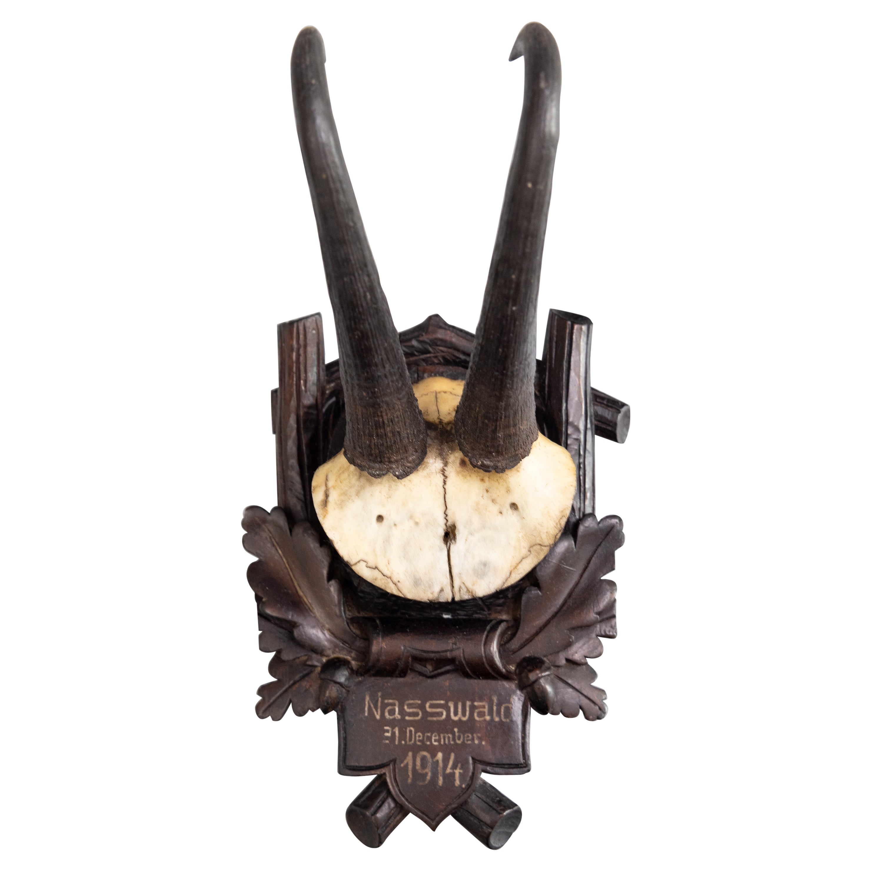 Antique Black Forest Chamois Horns Hunting Trophy Mount 1914