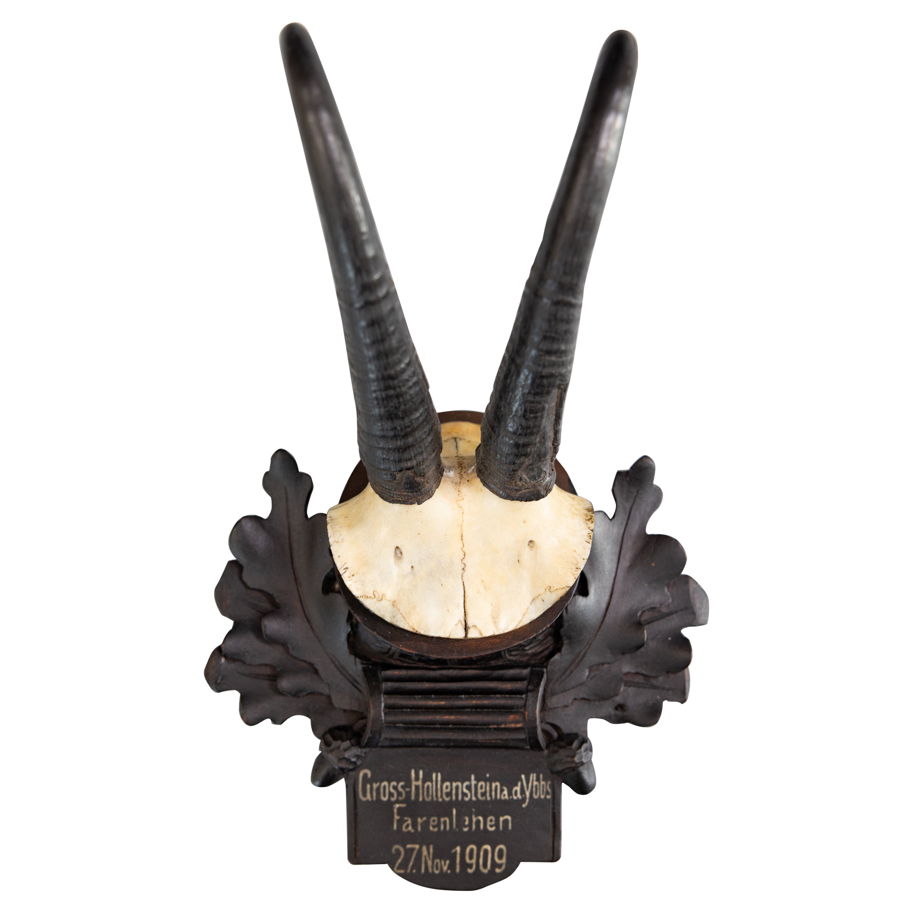 Antique Black Forest Chamois Horns Hunting Trophy Mount 1909