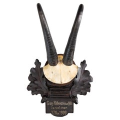 Antique Black Forest Chamois Horns Hunting Trophy Mount 1909