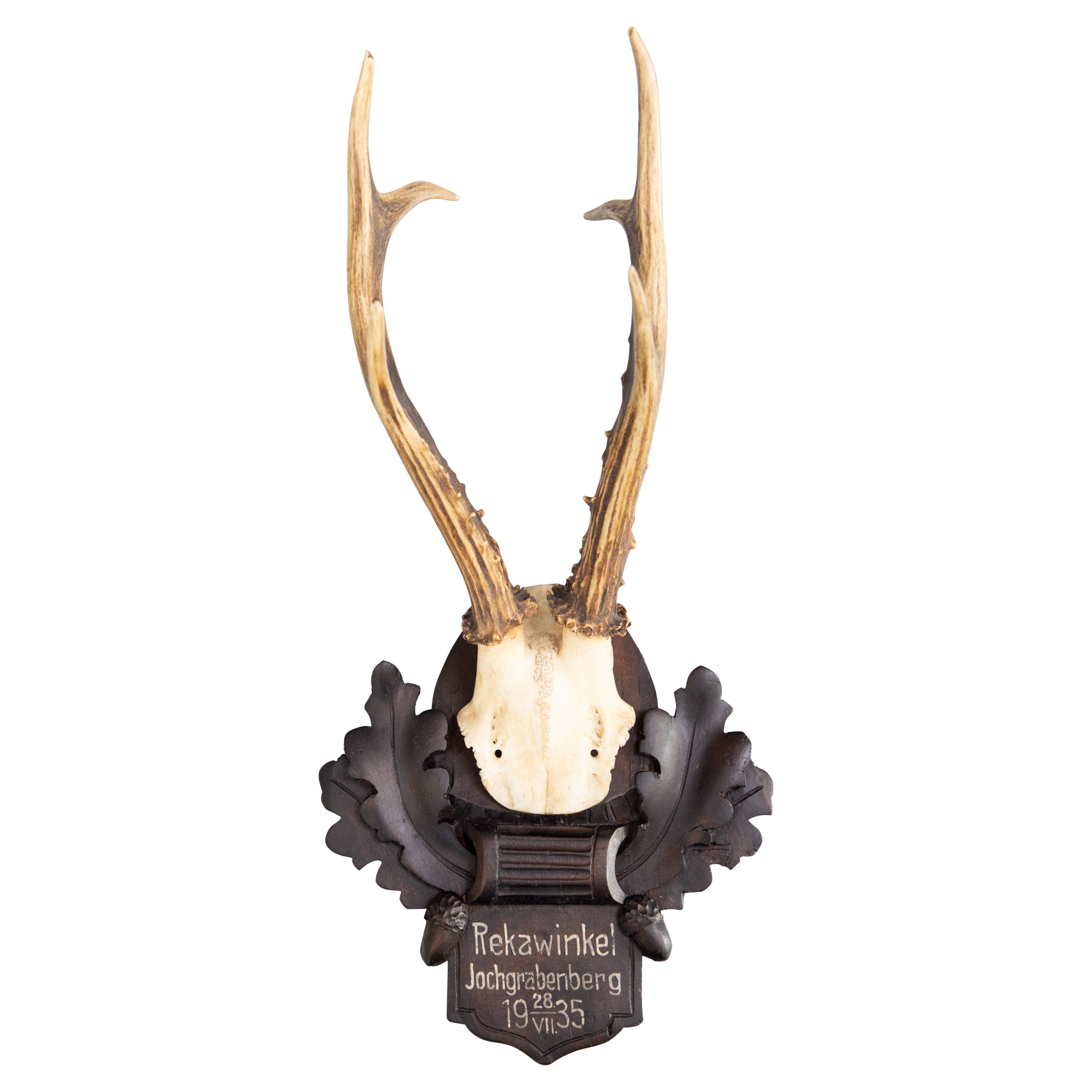 Black Forest Roe Deer Antlers Hunting Trophy Mount, 1935