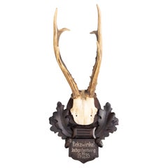 Antique Black Forest Roe Deer Antlers Hunting Trophy Mount, 1935