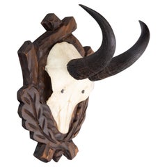 Antique Black Forest Chamois Horns Hunting Trophy Mount