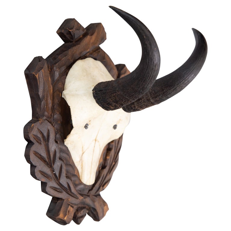 Black Forest Chamois Horns Hunting Trophy Mount For Sale at 1stDibs